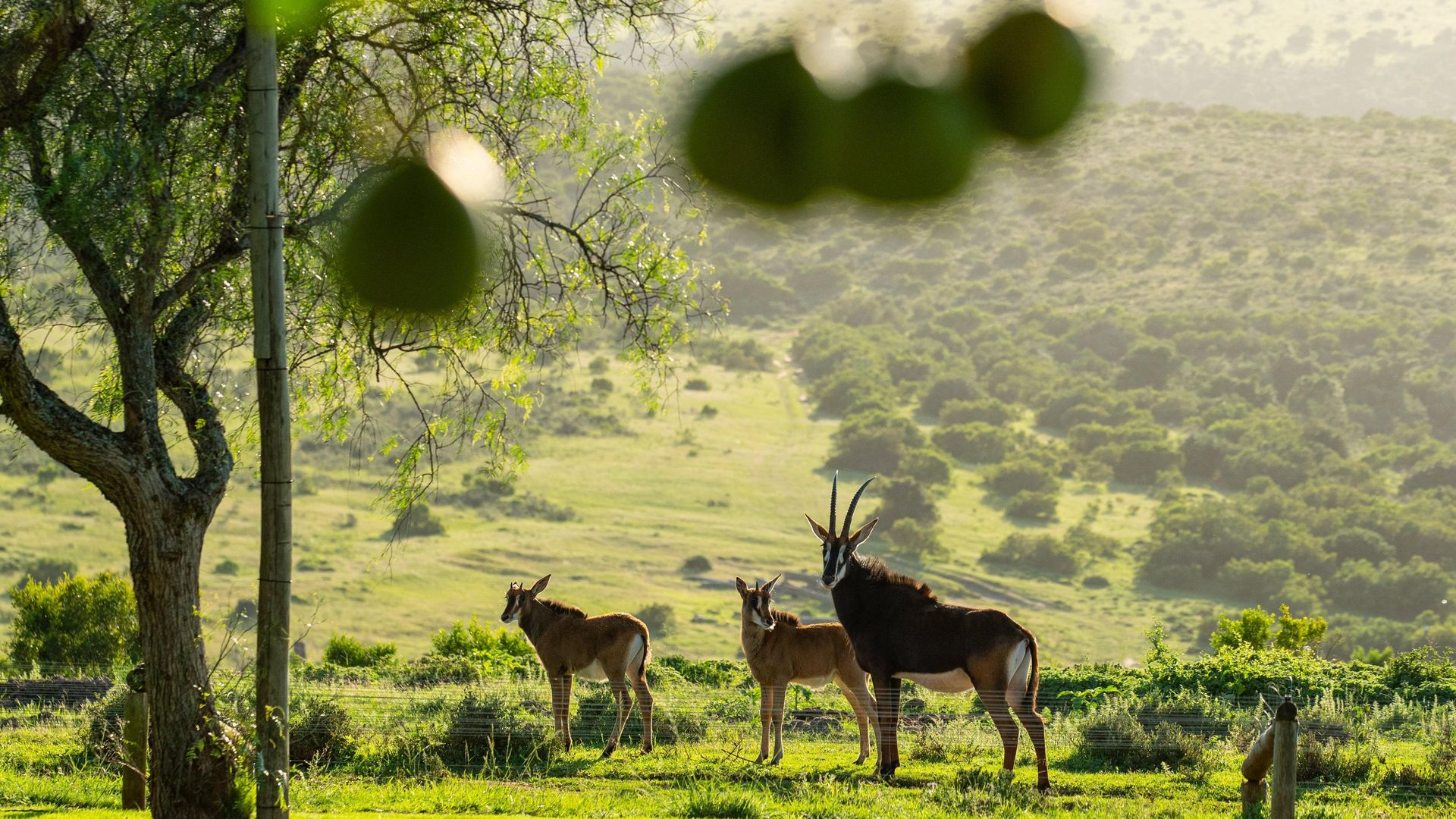 Mantis Founders Lodge » Matoke