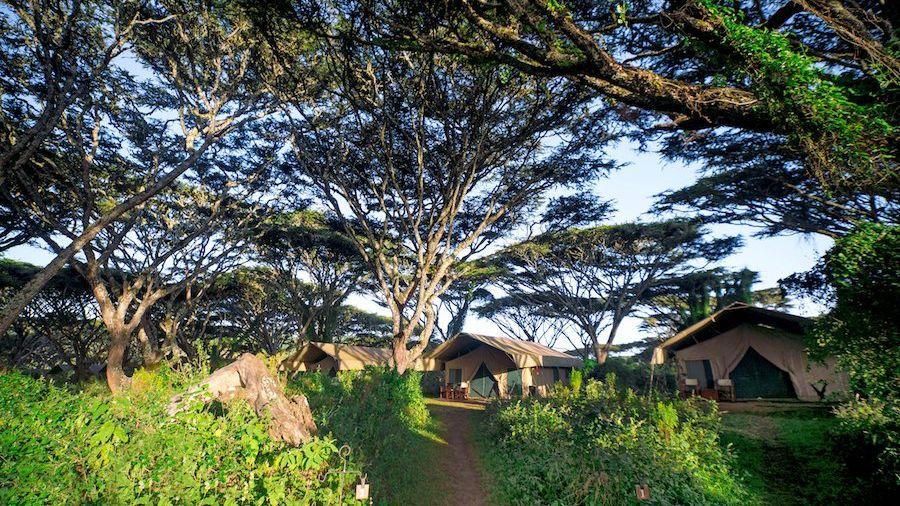 Lemala Ngorongoro Tented Camp » Matoke