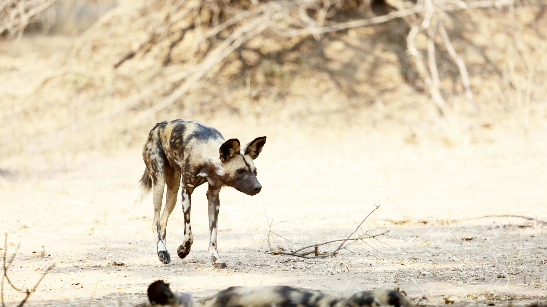 Zambezi Expeditions » Matoke