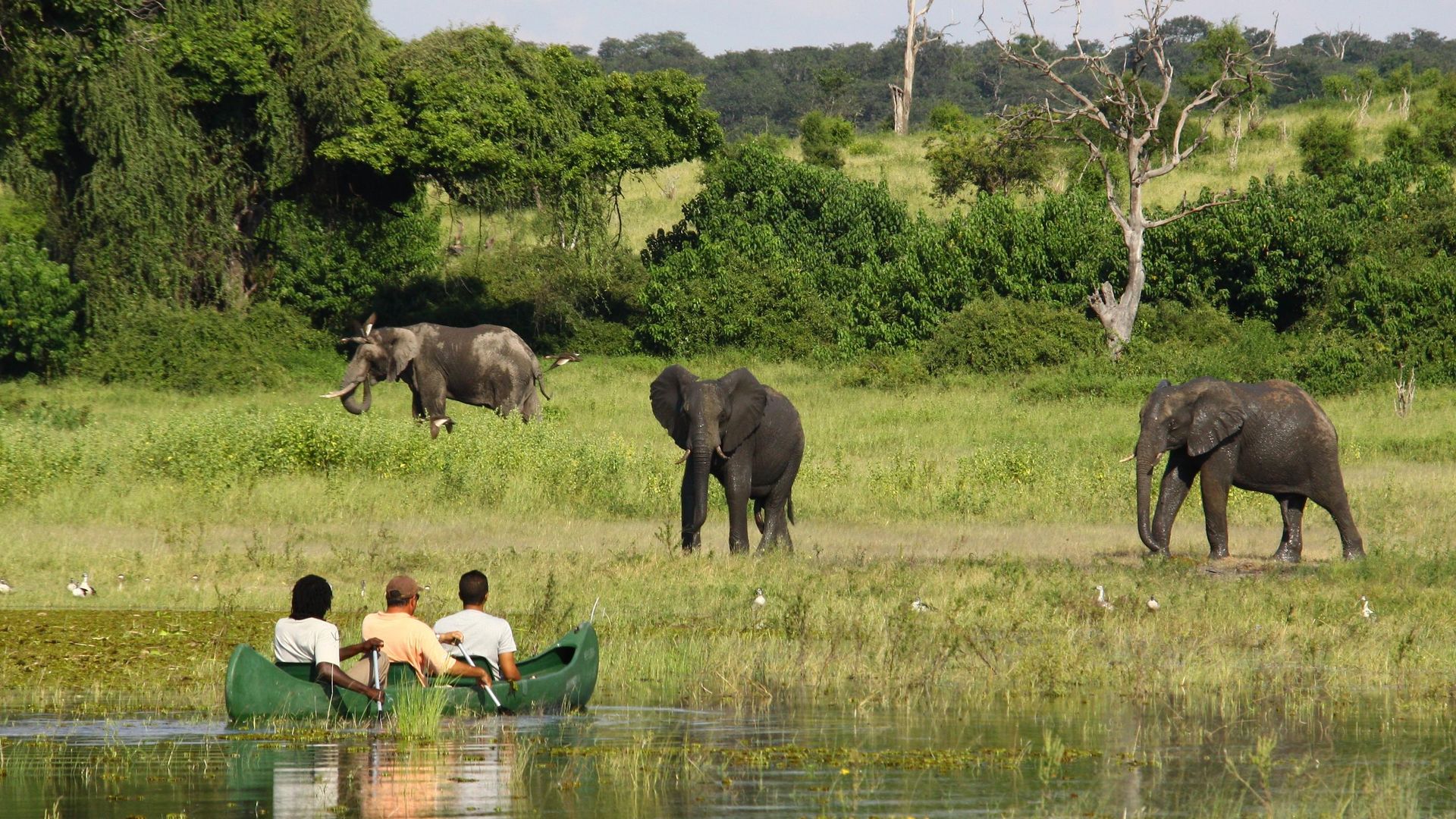 Chobe River Camp » Matoke