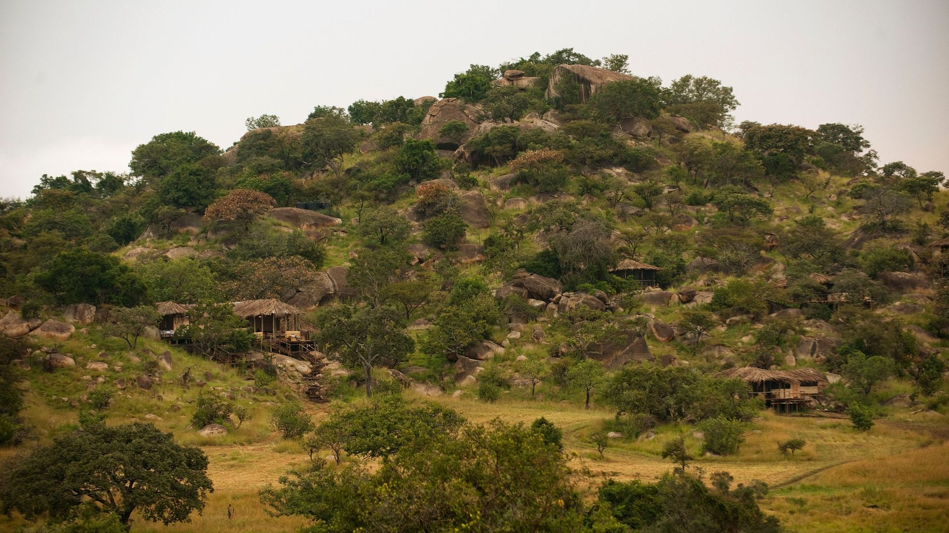 Nomad Lamai Serengeti » Matoke