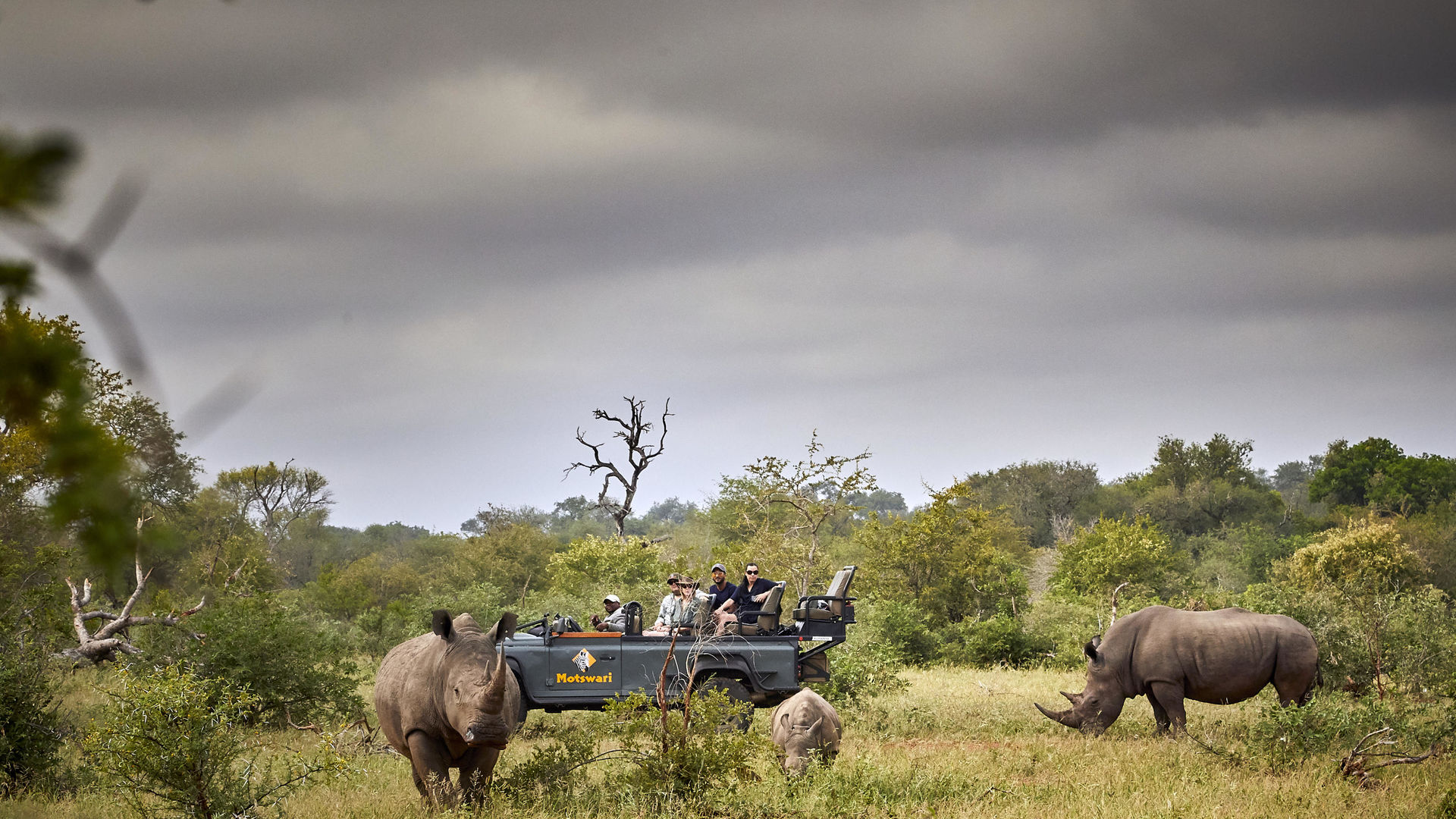 Motswari Safari Lodge » Matoke