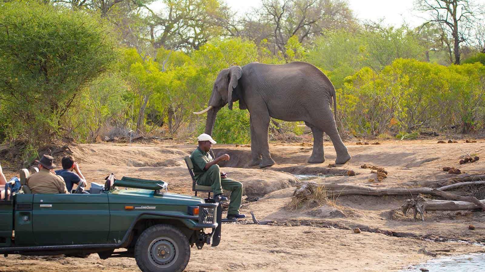 nThambo Tree Camp » Matoke