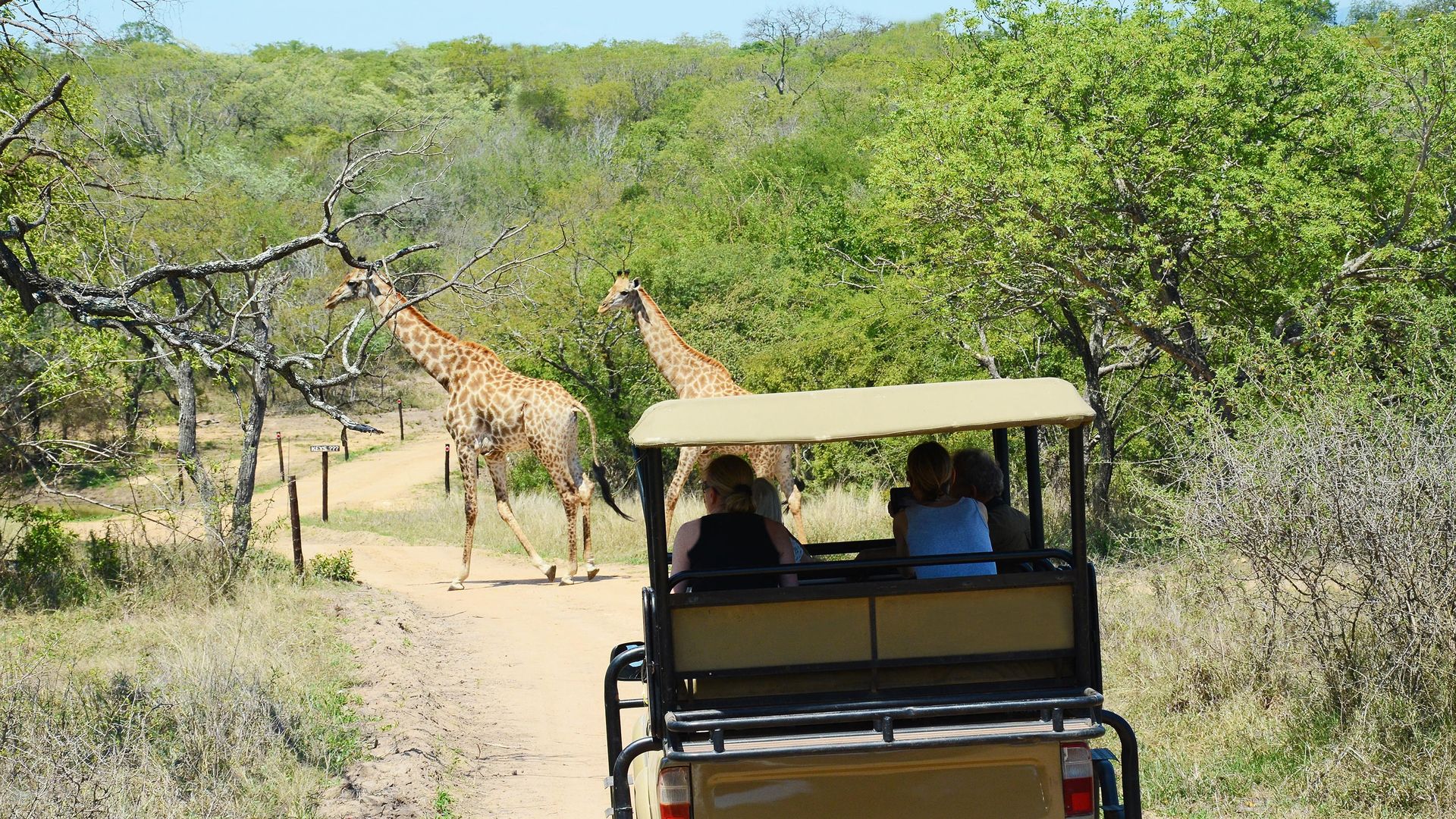 Pezulu Treehouse Game Lodge » Matoke