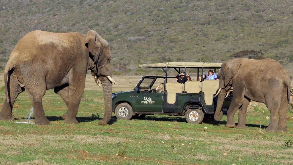 Garden Route Game Lodge - Family Pool Suite » Matoke