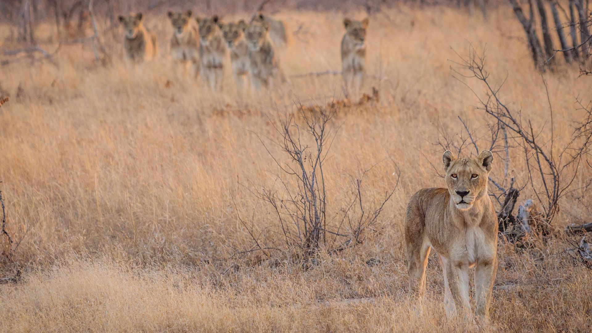 Shindzela Tented Safari Camp » Matoke
