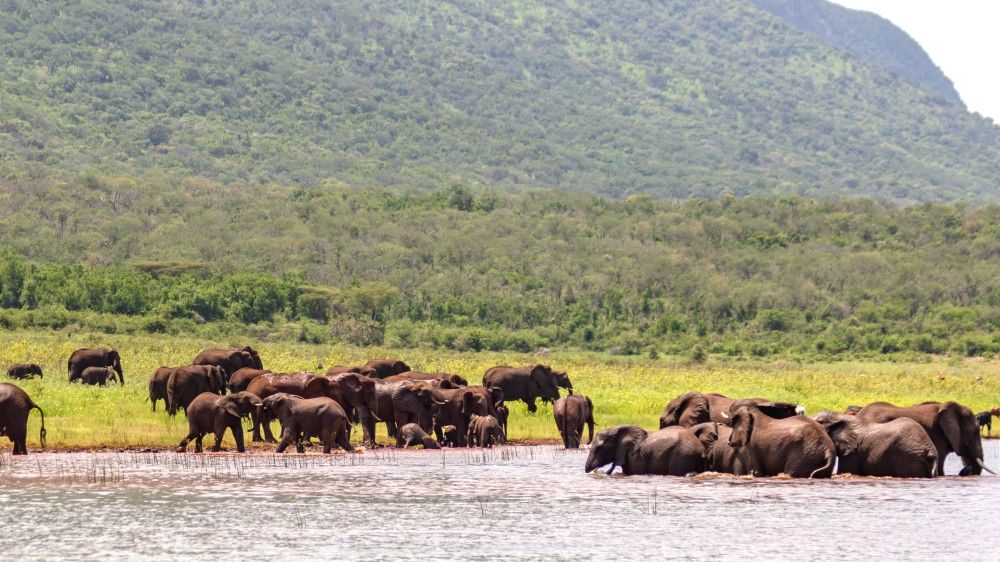 Africamps White Elephant » Zuid Afrika » Matoke Tours