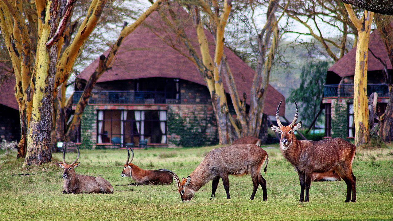 Naivasha Sopa Lodge » Matoke