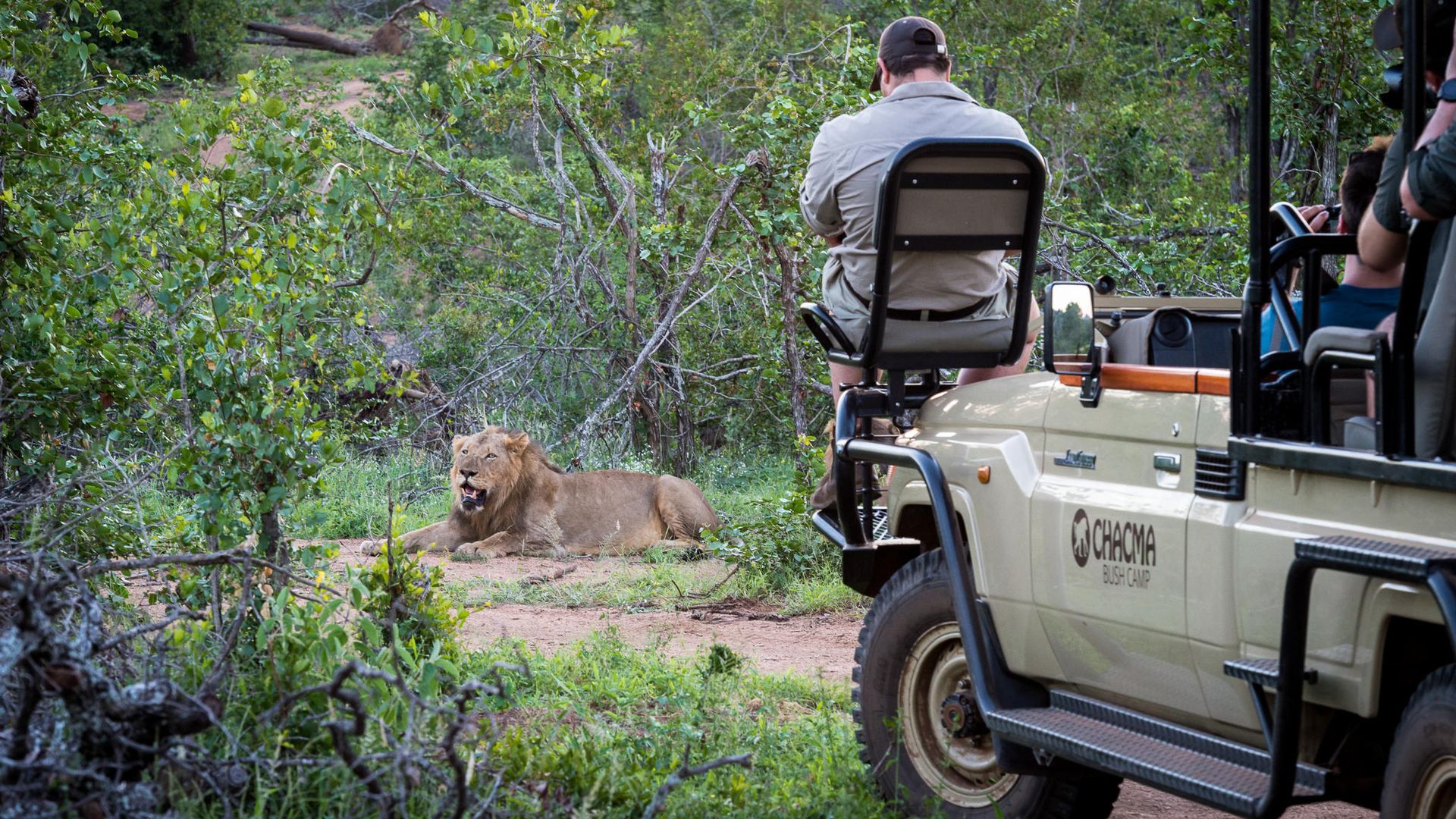 Chacma Bush Camp » Matoke