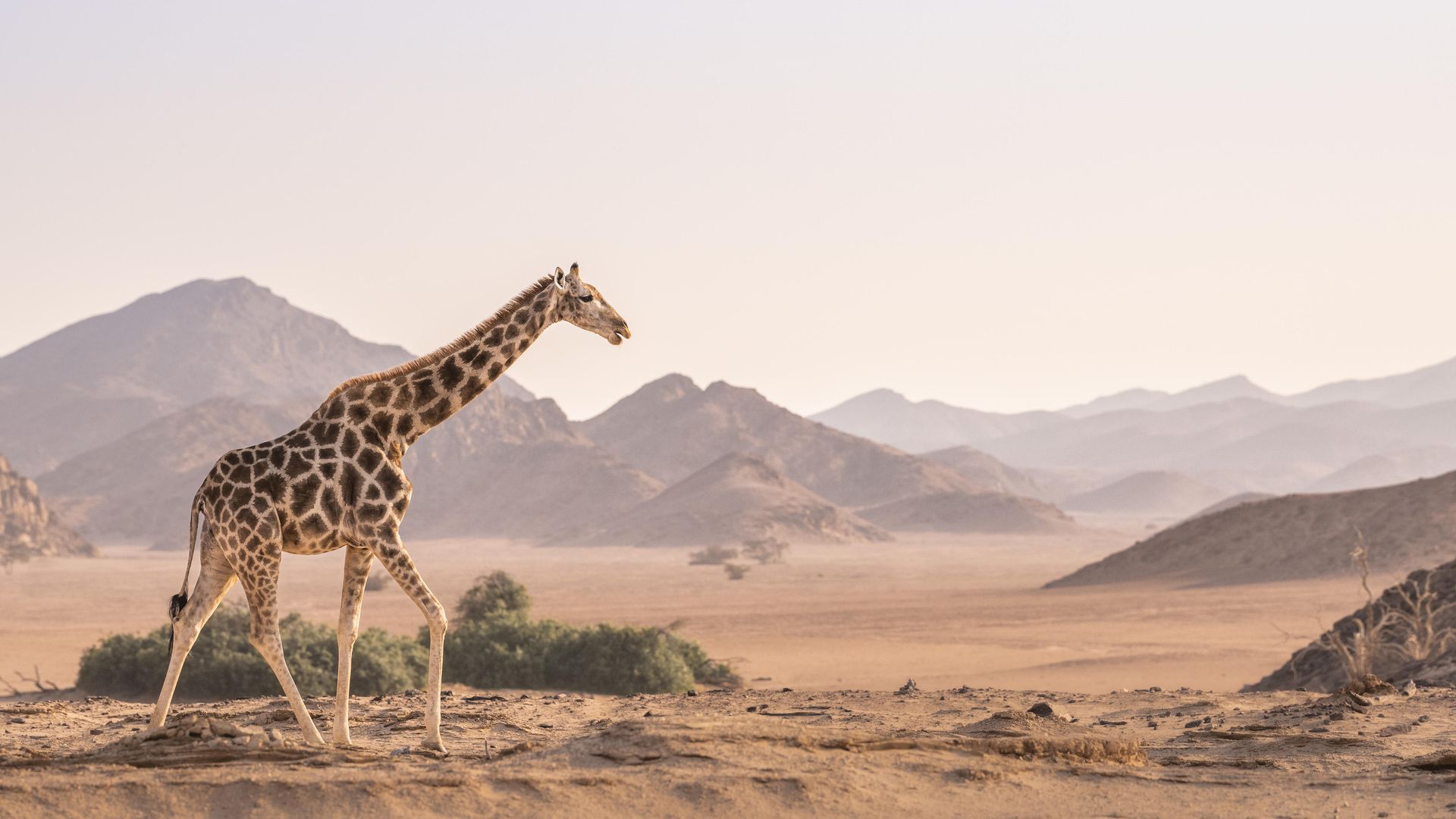 Hoanib Skeleton Coast Camp » Matoke