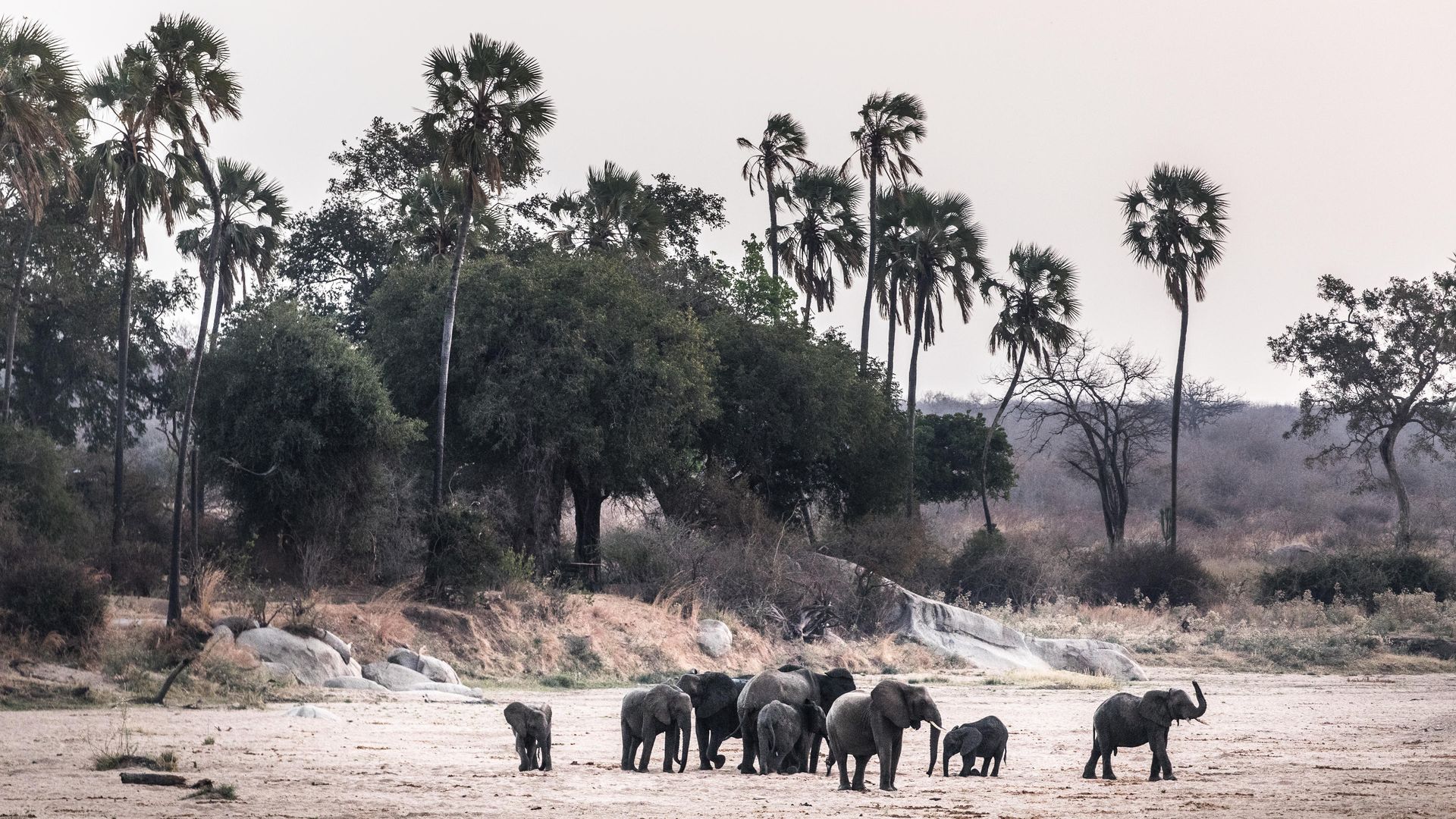 Nomad Kigelia Ruaha » Matoke