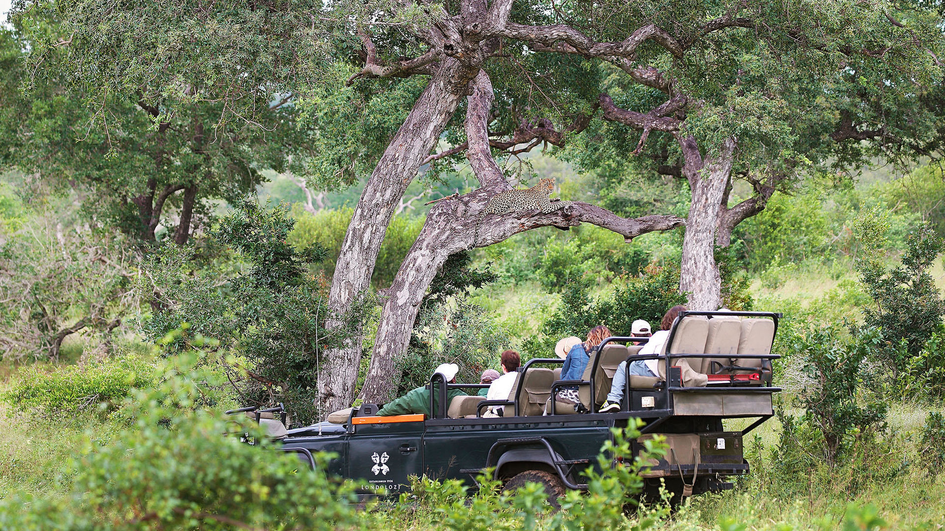 Londolozi Tree Camp » Matoke