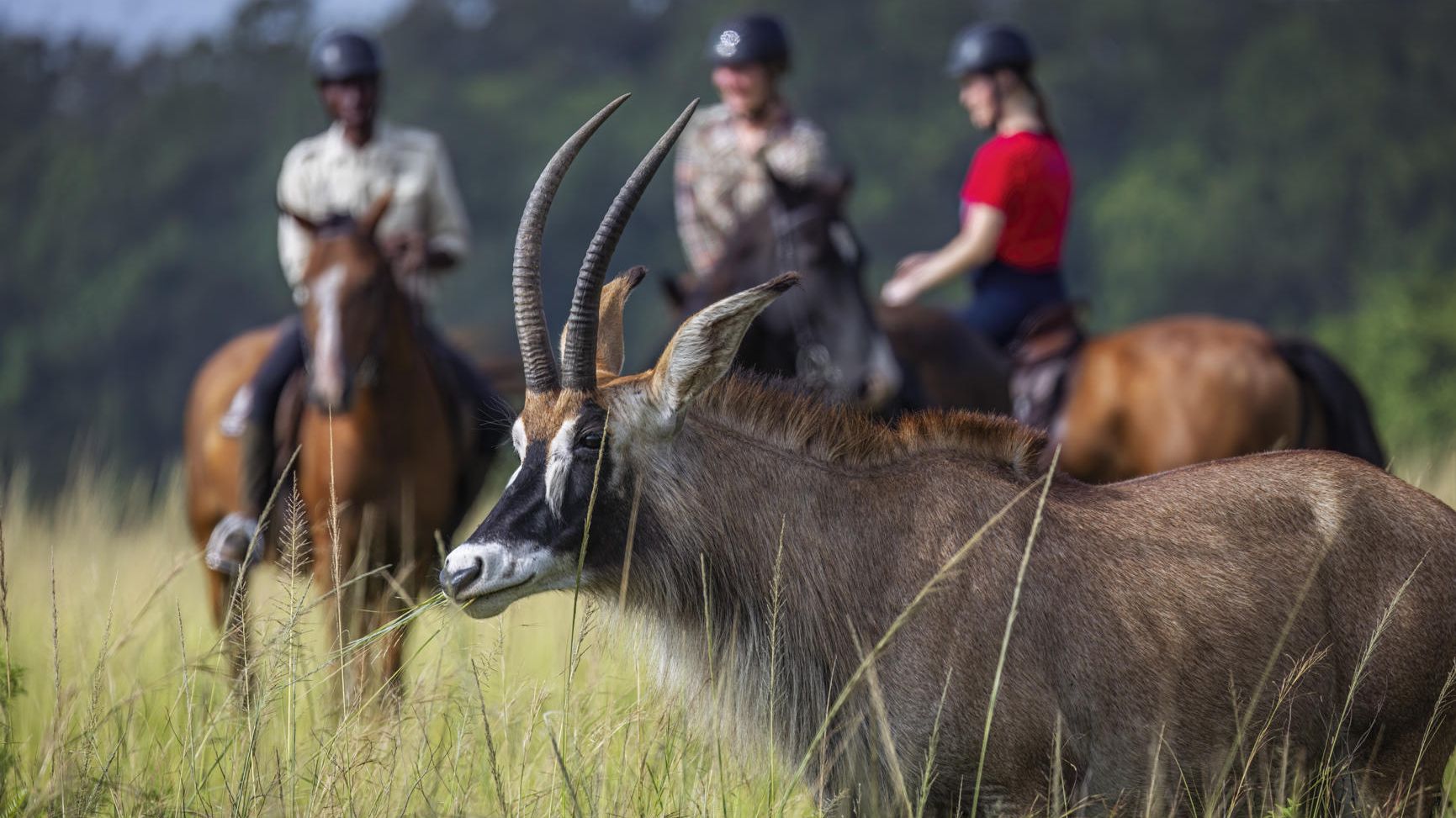 Reilly's Rock Hilltop Lodge » Matoke