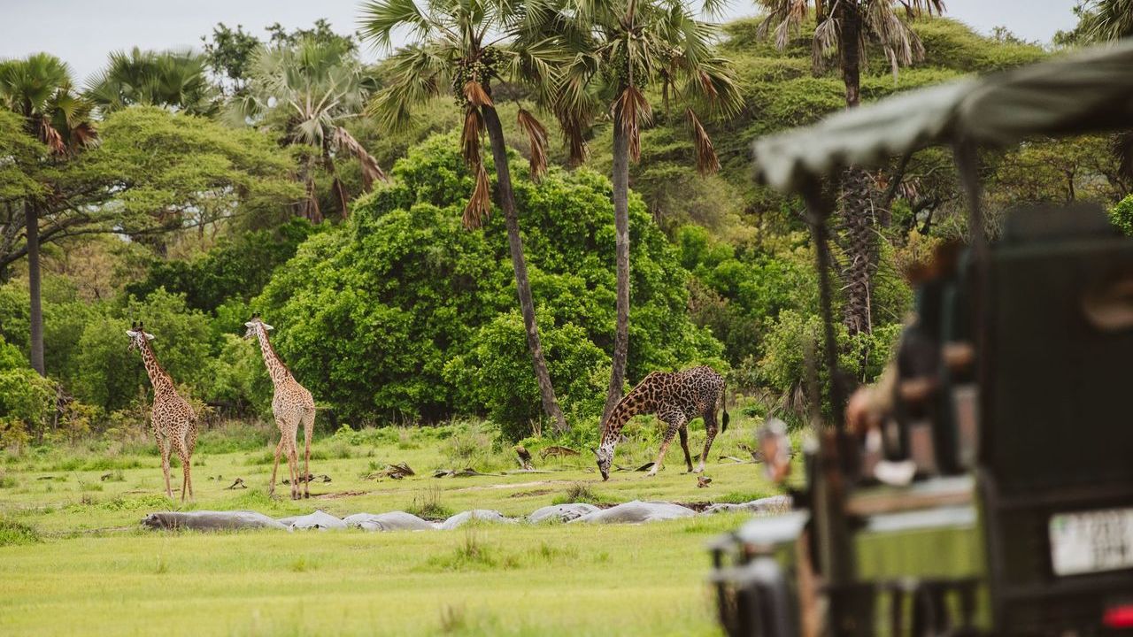 Katavi Wildlife Camp » Matoke