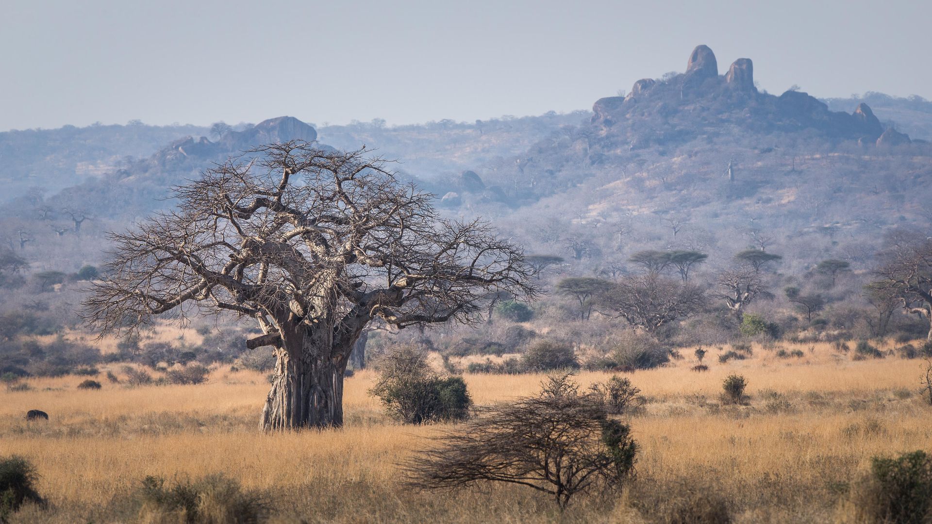 Nomad Kigelia Ruaha » Matoke