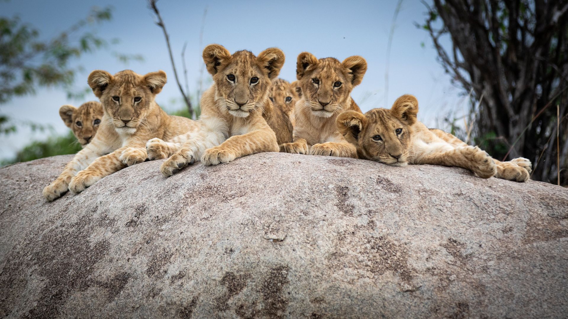 Nomad Lamai Serengeti » Matoke
