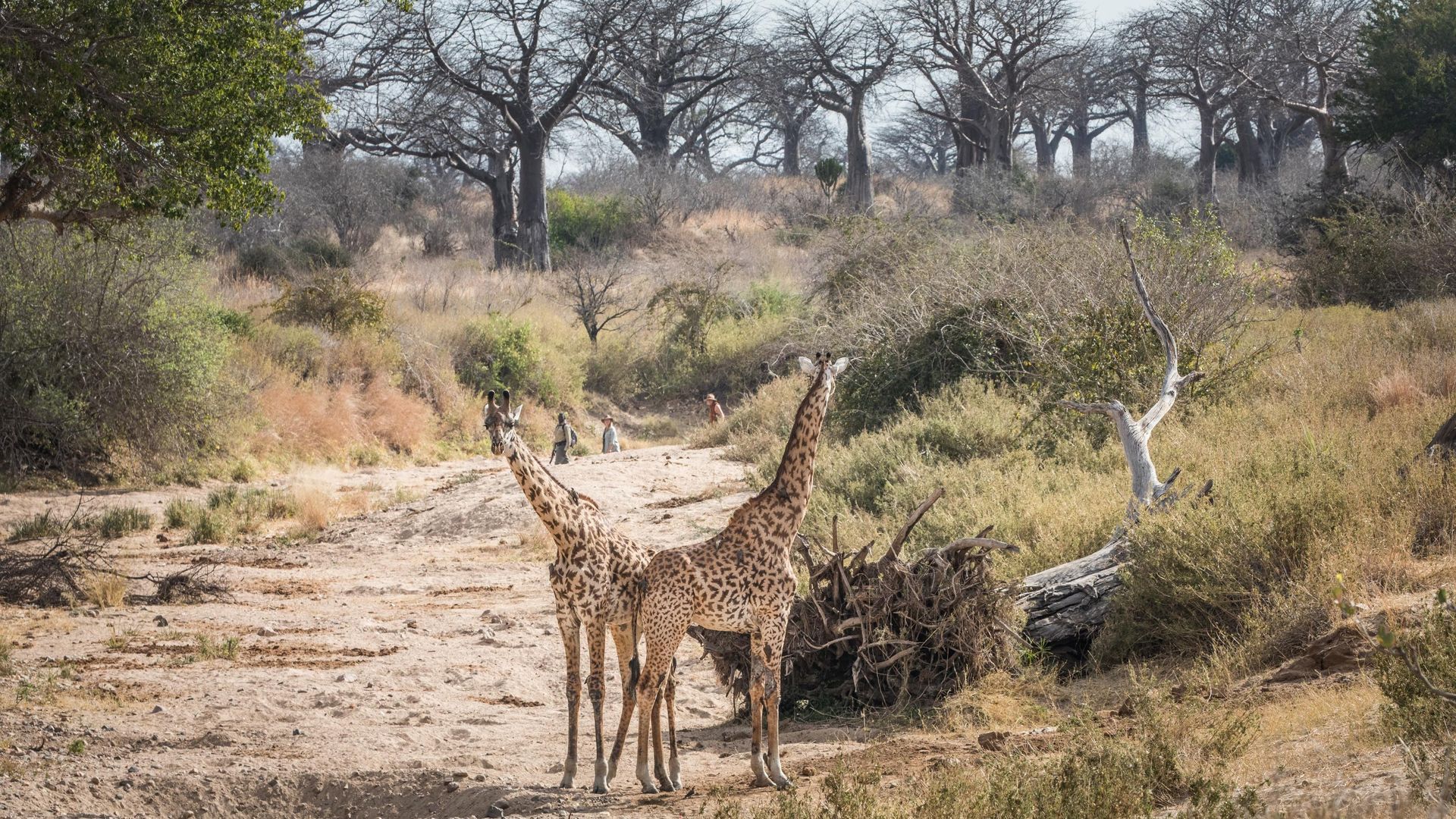 Nomad Kigelia Ruaha » Matoke