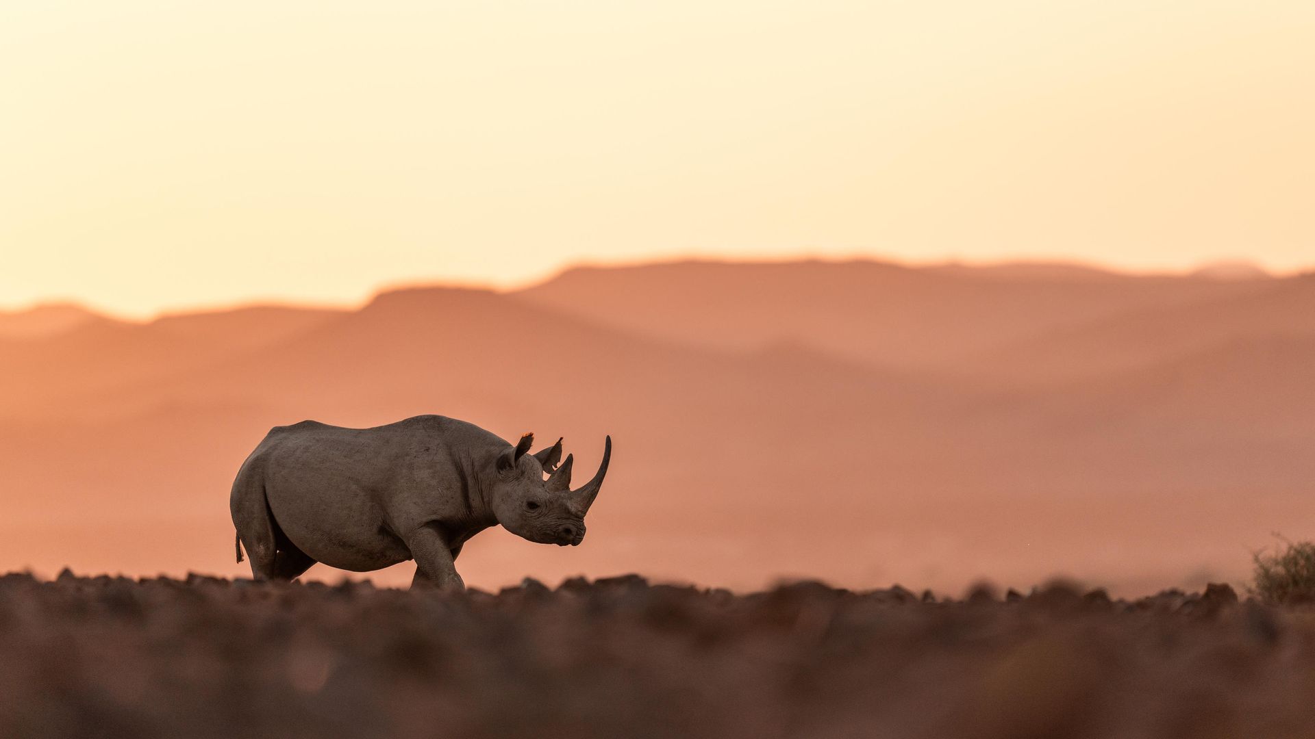 Desert Rhino Camp » Namibië » Matoke Tours