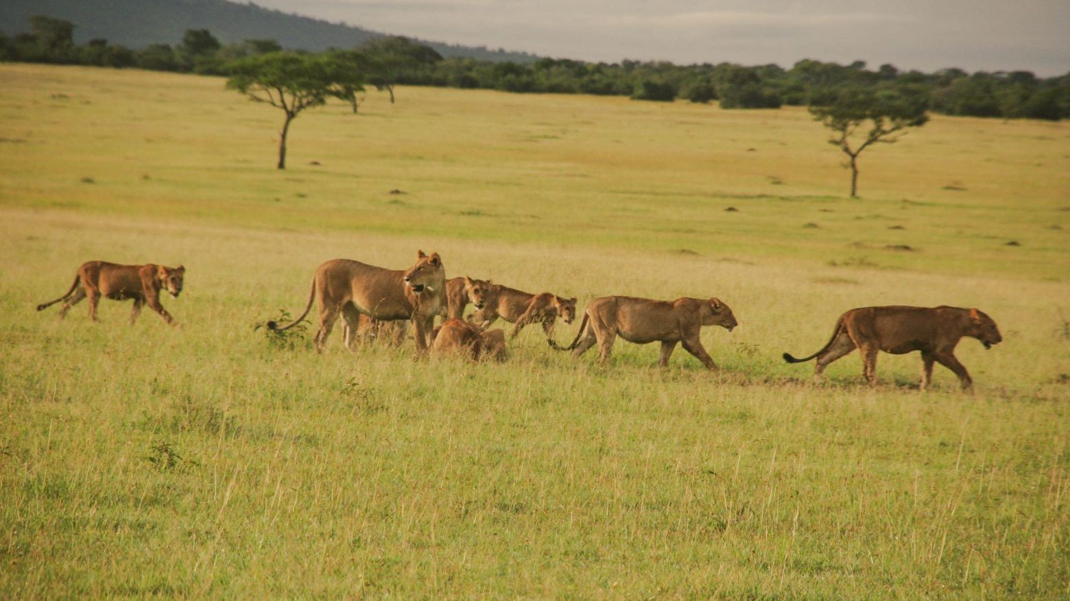 Pamoja Migration Camp » Matoke