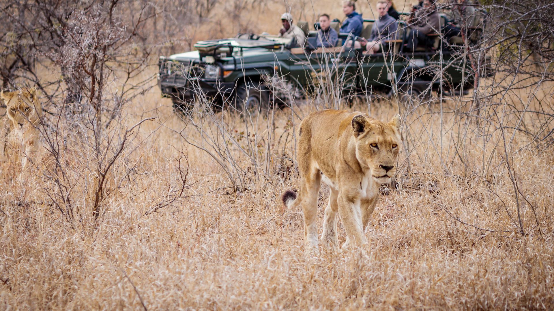 Shindzela Tented Safari Camp » Matoke