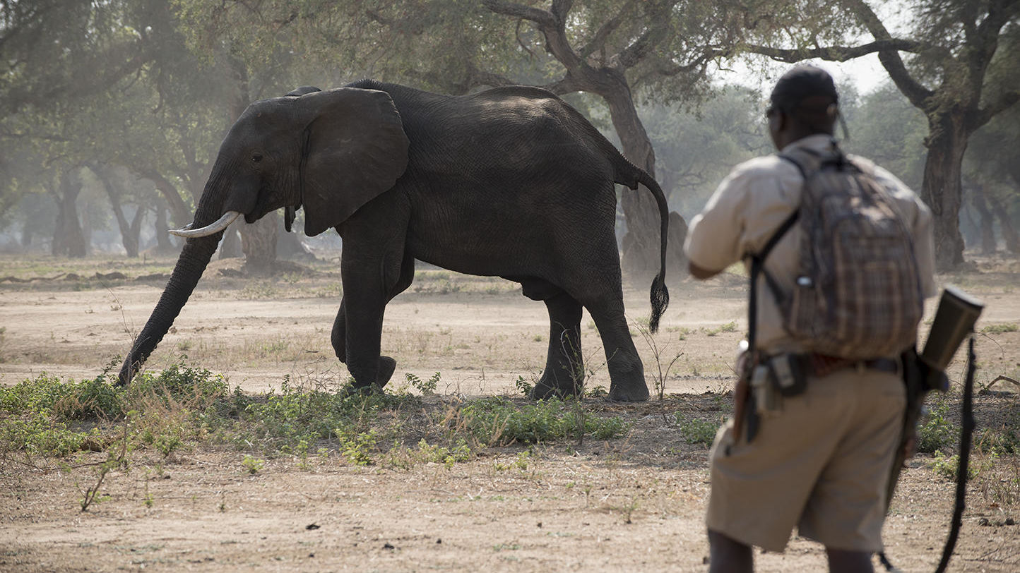 Zambezi Expeditions » Matoke