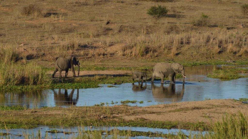 Buckler's Africa Lodge » Matoke