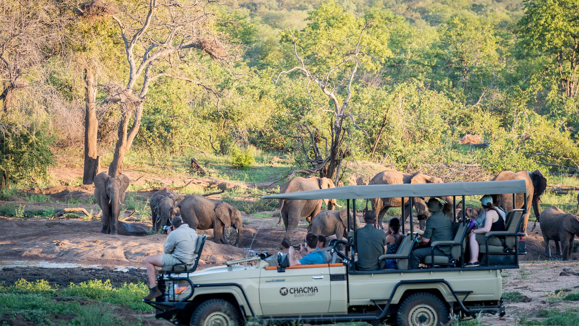 Chacma Bush Camp » Matoke