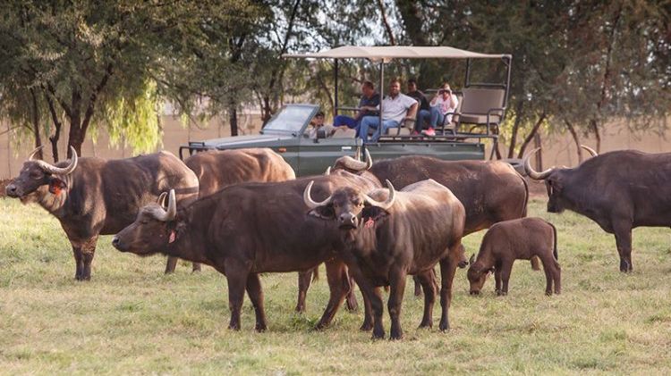 Chandelier Game Lodge » Zuid Afrika » Matoke Tours