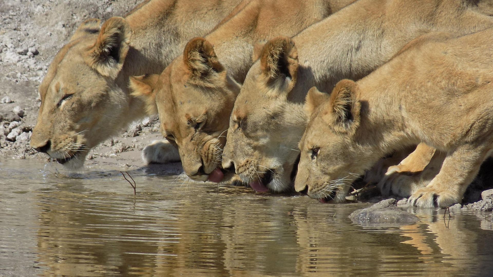 Chobe Princess » Matoke