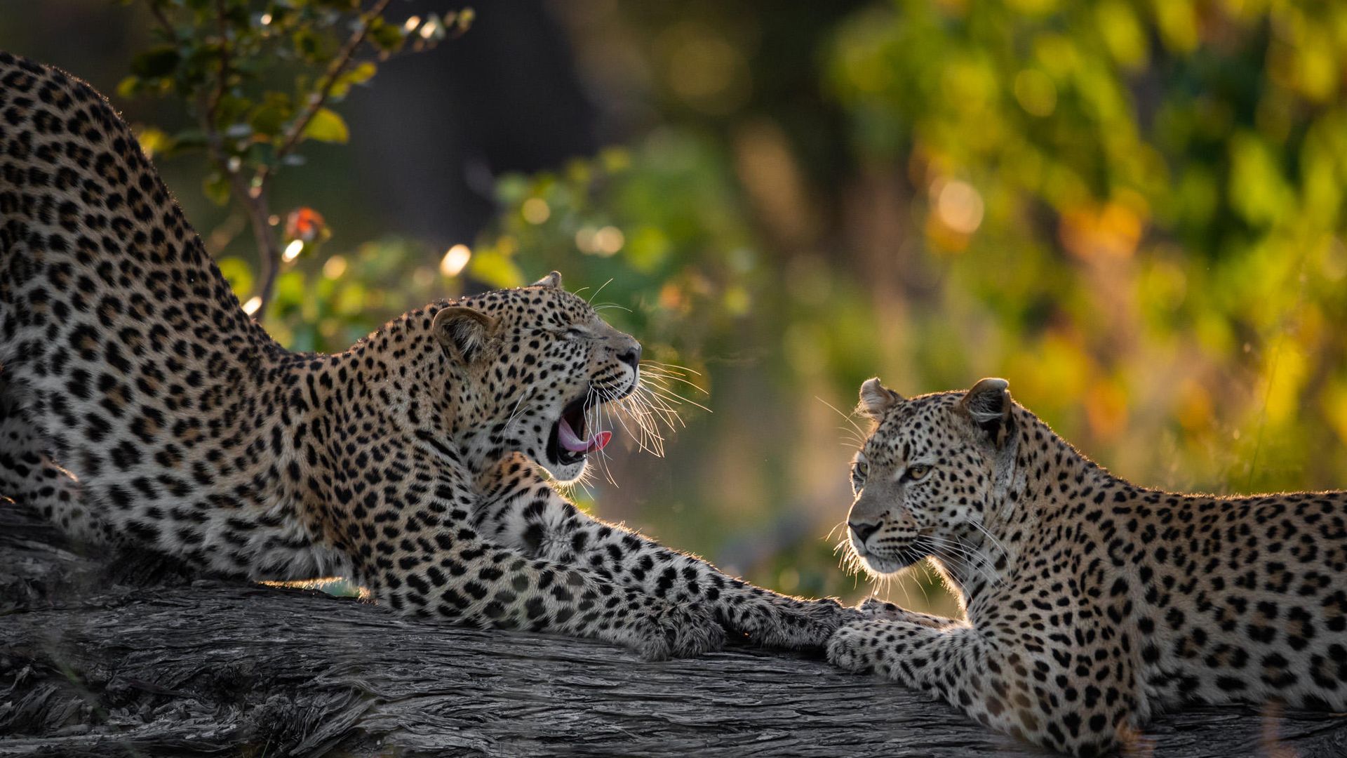 Little Sable » Matoke