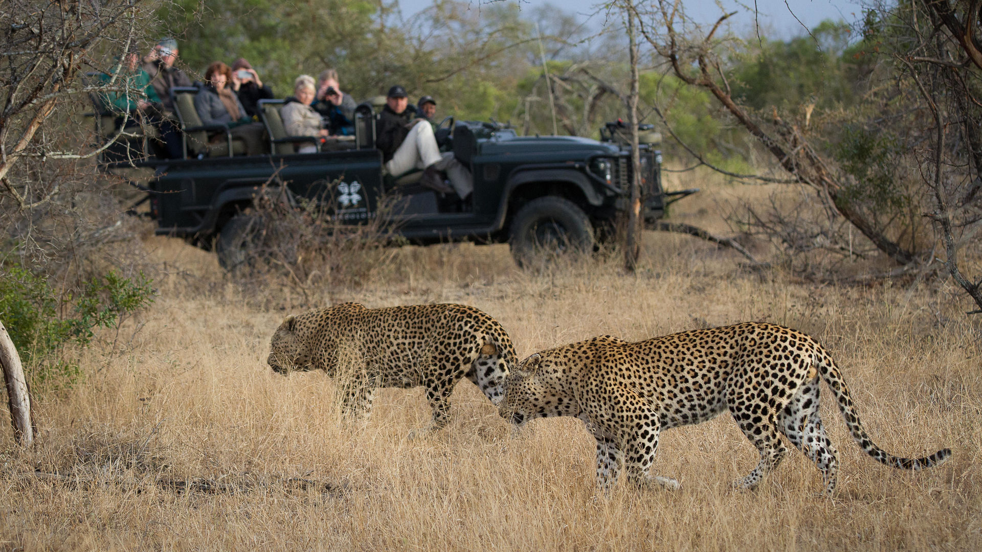 Londolozi Tree Camp » Matoke