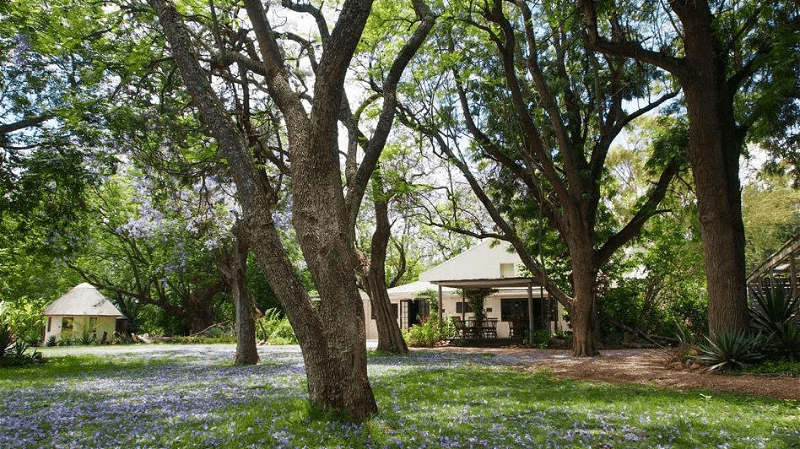Addo African Home » Matoke