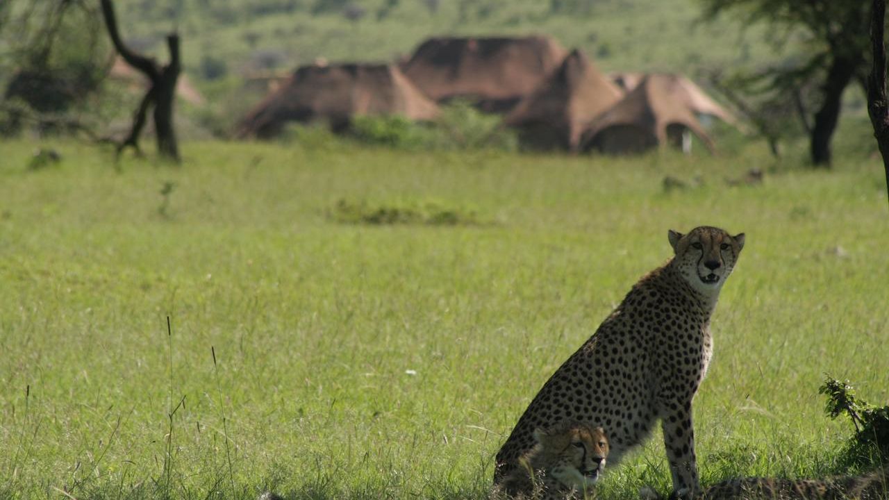 Privéreis Kenia hoogtepunten safari - 10 dagen | Matoke Tours