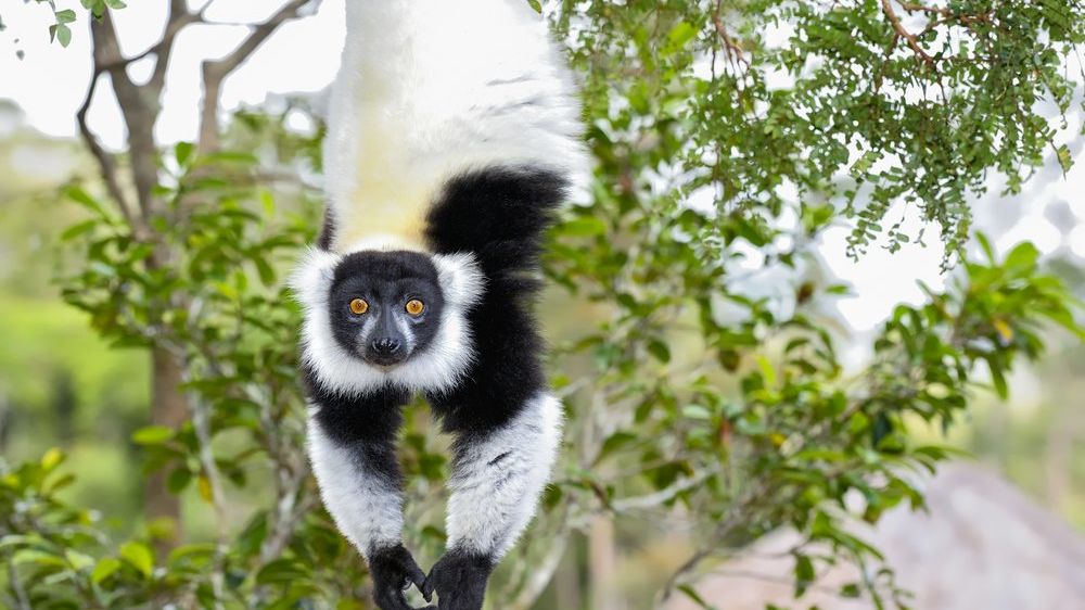 Madagascar RN7 en westroute langs kust » Matoke