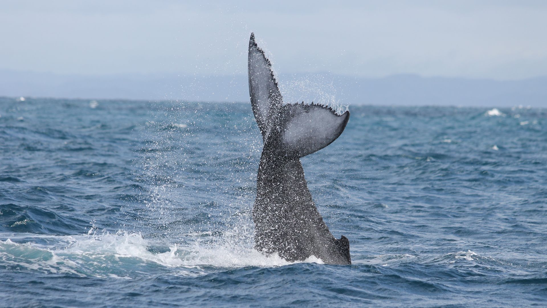 iSimangaliso Wetland Park - St. Lucia | Matoke Tours