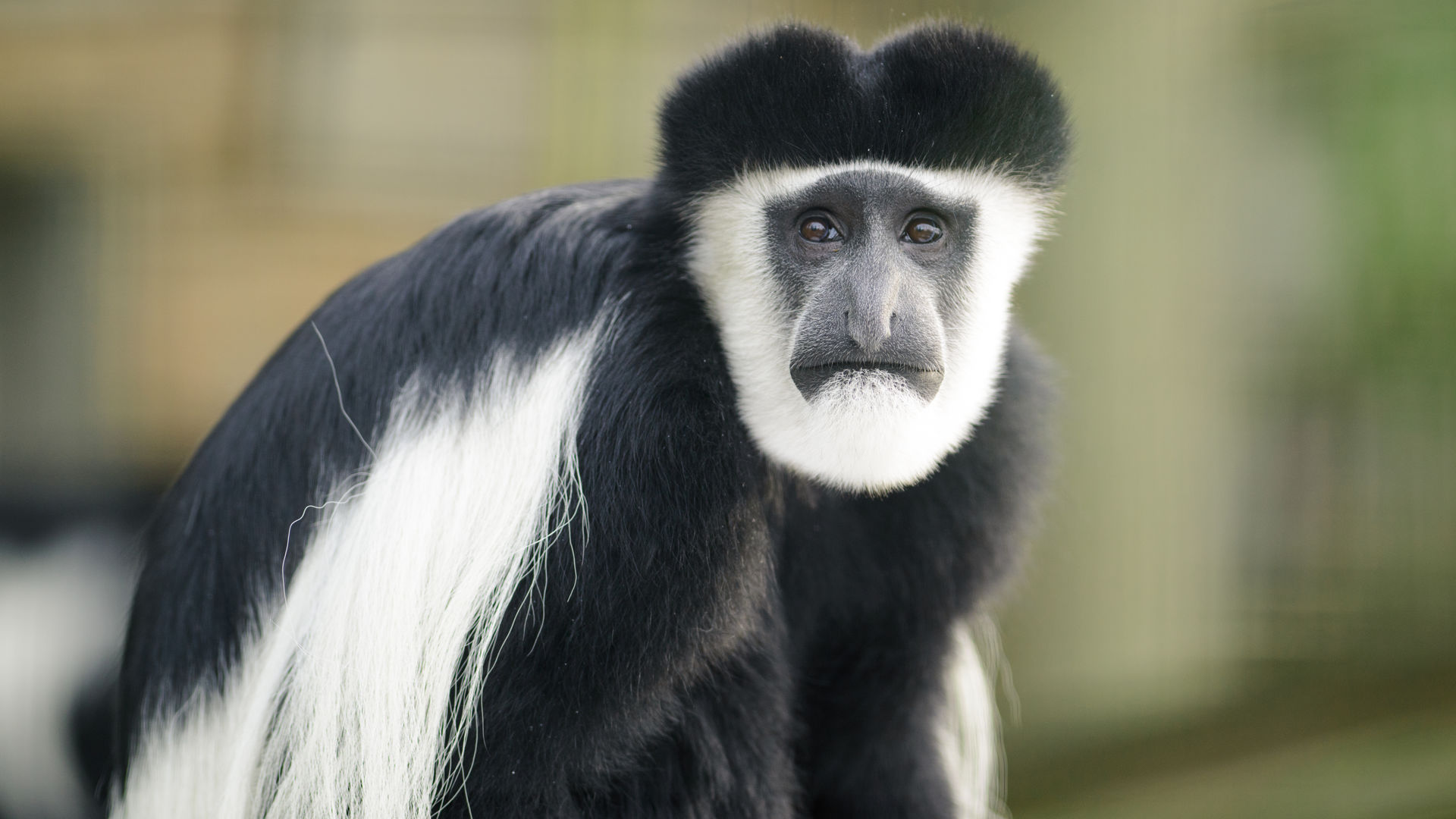 Zwart witte franje aap in Arusha NP, Tanzania