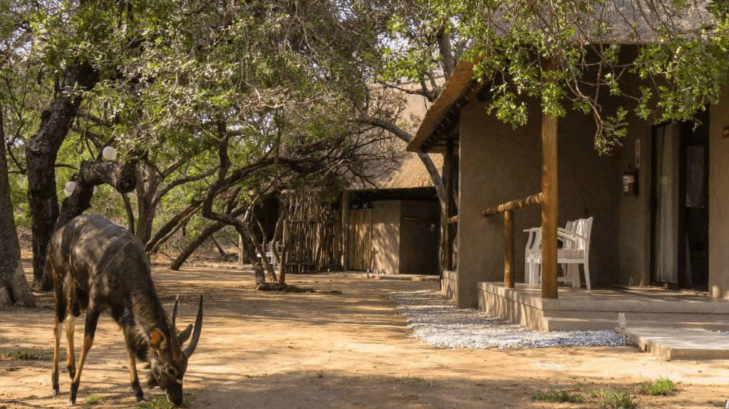 Bushbaby River Lodge » Zuid Afrika » Matoke Tours