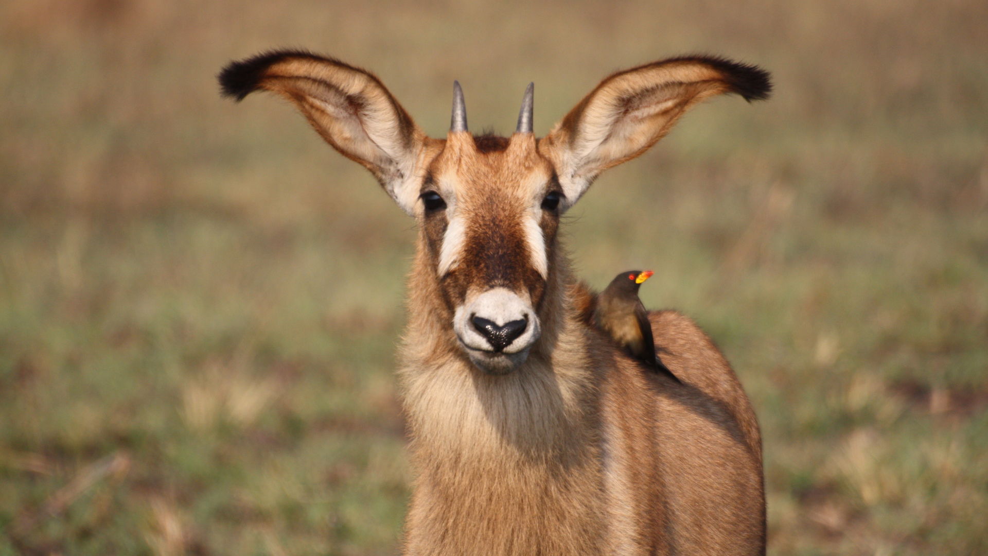 Zambia Botswana - Safari rondreis met Matoke Tours