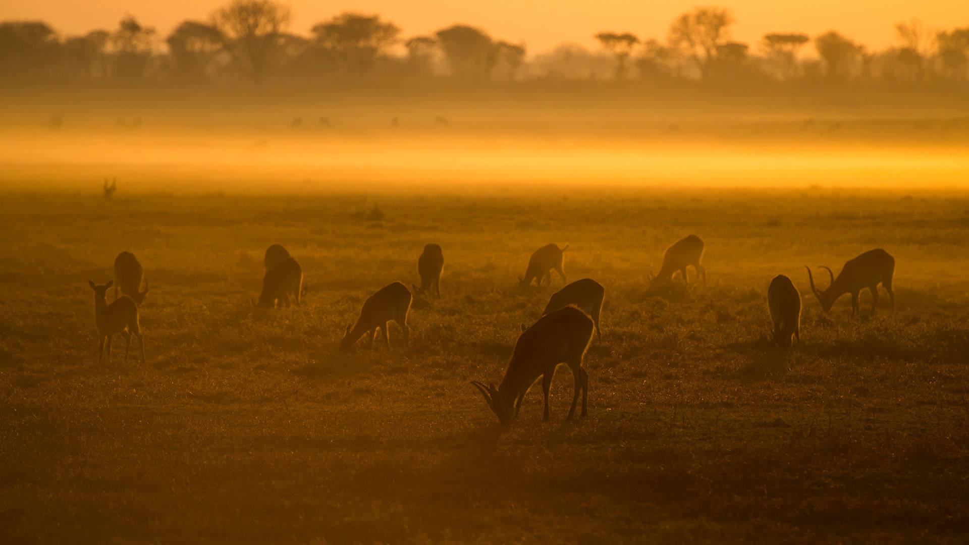 13-daagse safari reis door Zambia: Busanga Plains en South Luangwa