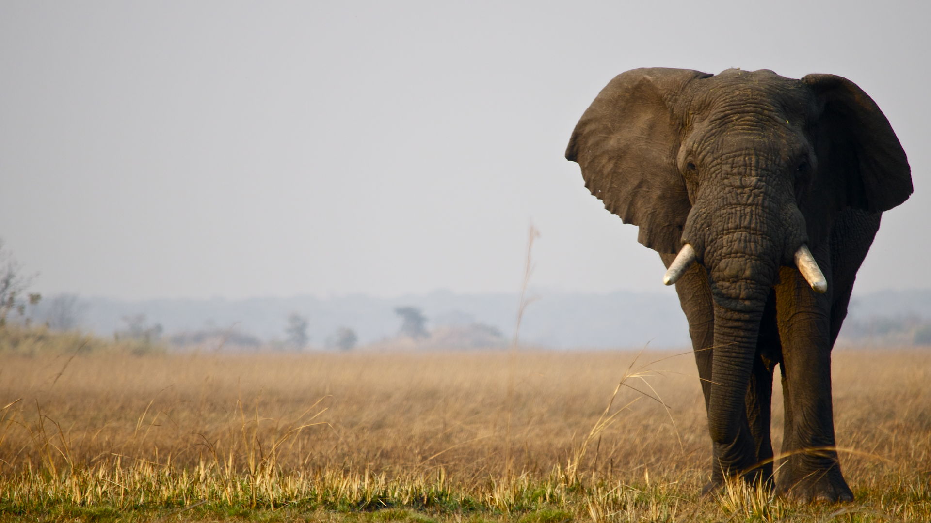 Kafue NP - hoogtepunten - Zambia