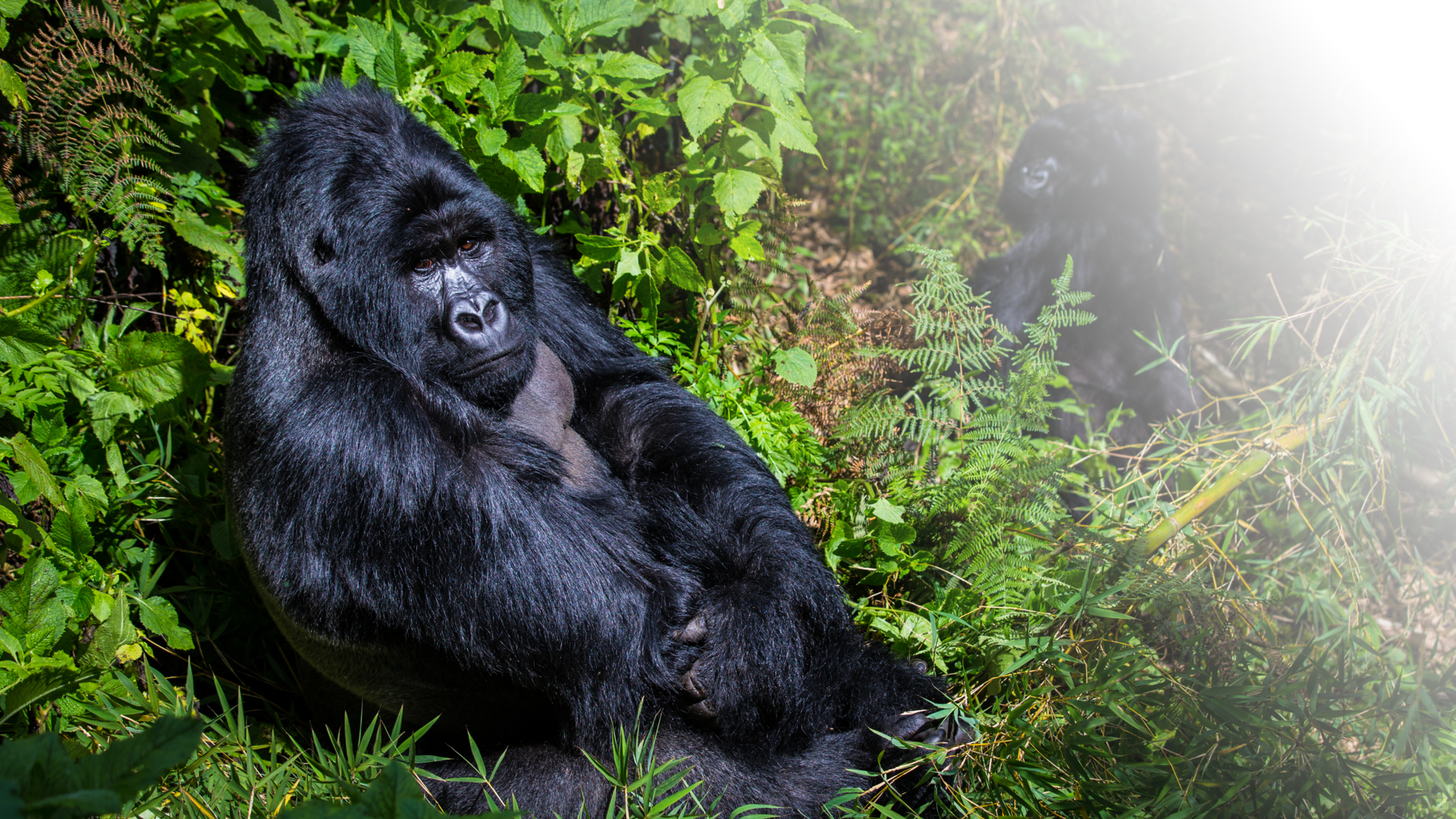 Privéreis Oeganda vliegen gorilla safari - 10 dagen | Matoke Tours