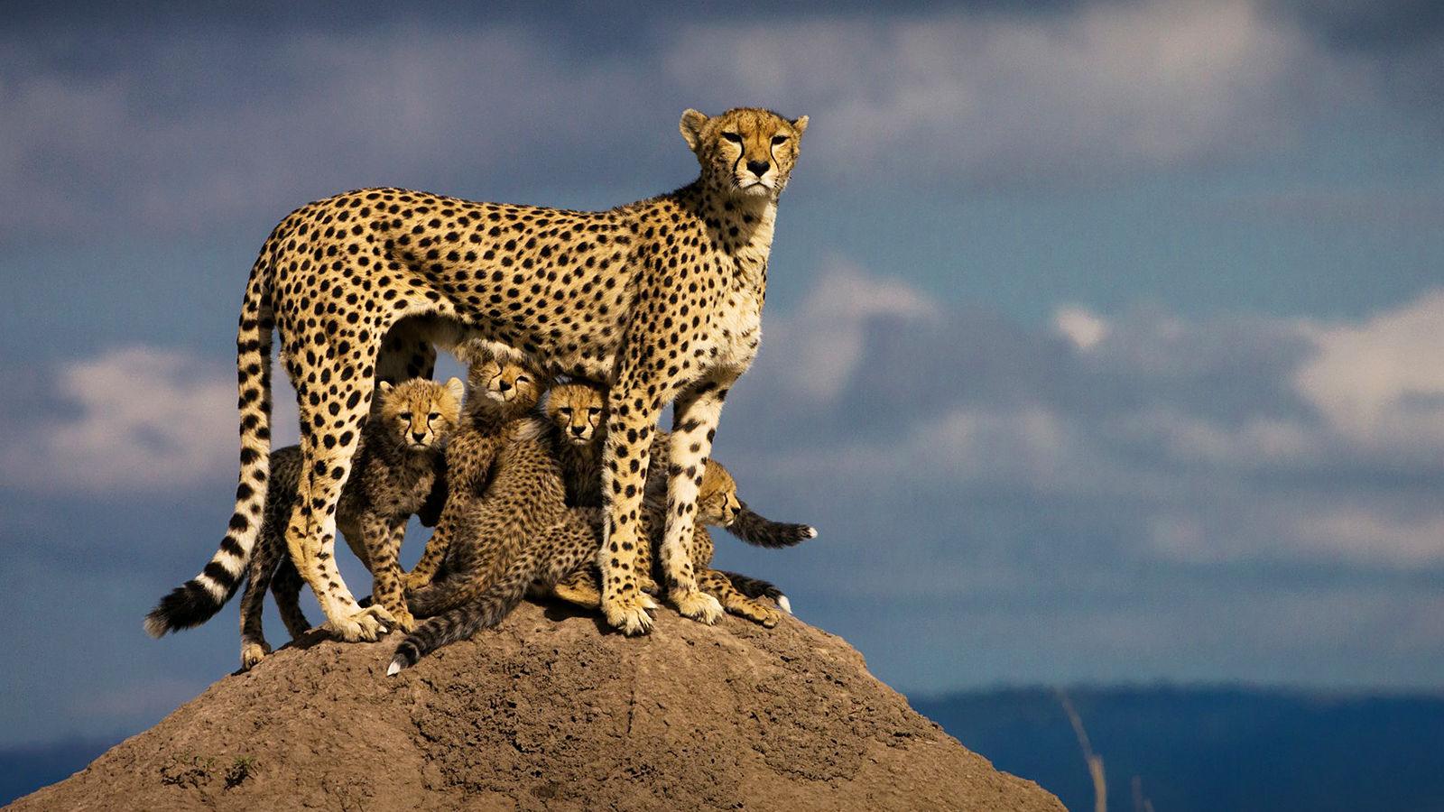 Oeganda en Kenia familiereis - Verken Oost Afrika met het gezin