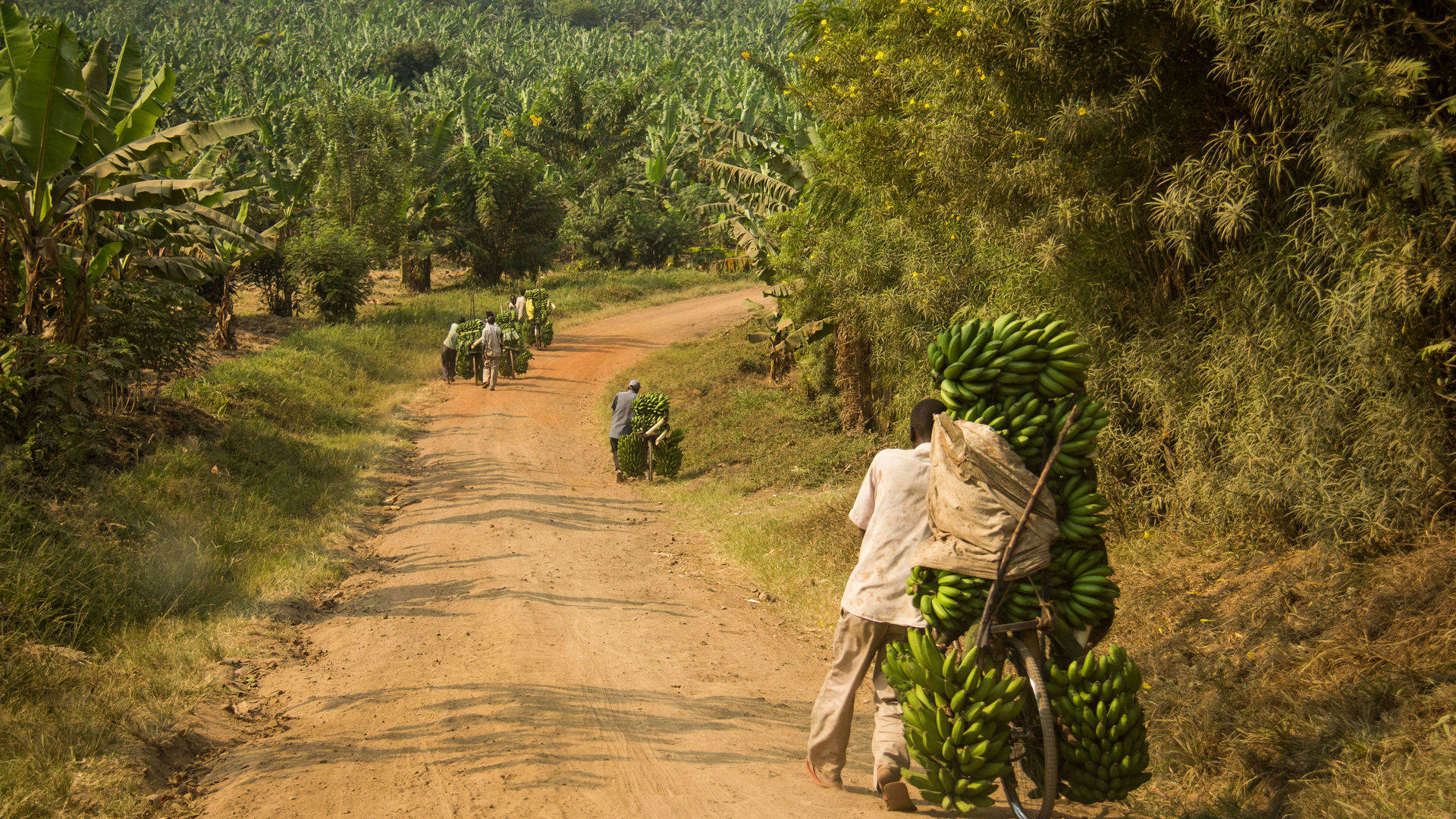 Privéreis Oeganda en Kenia gorilla safari - 13 dagen | Matoke Tours