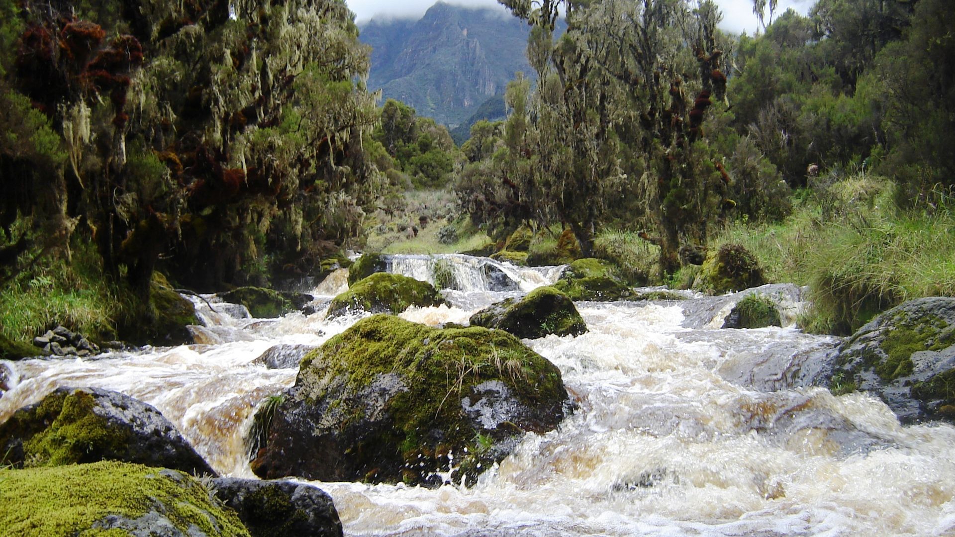 Oeganda actief met Rwenzori trekking | Wandelen en hiken in Oeganda