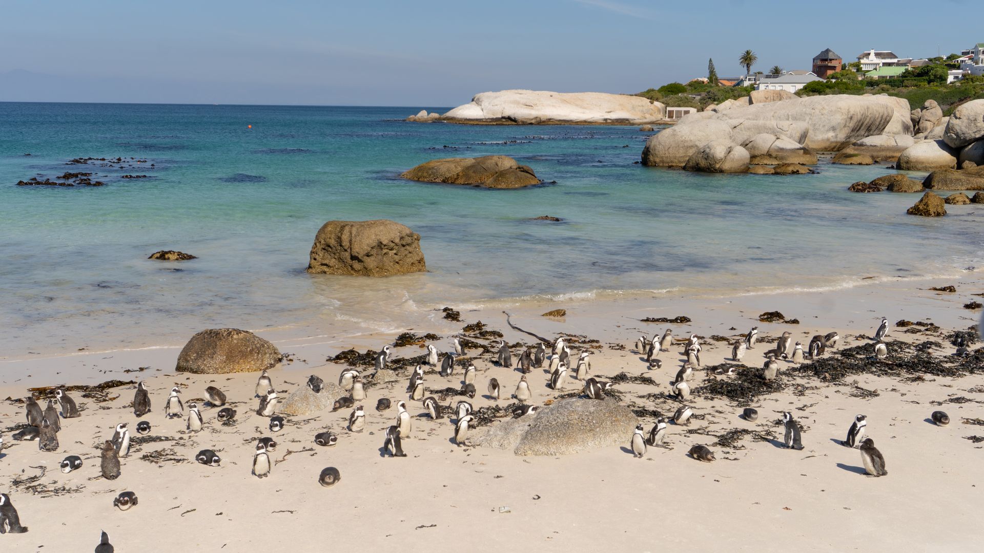 Kaap de Goede Hoop - ruige natuur en oceaan | Matoke Tours