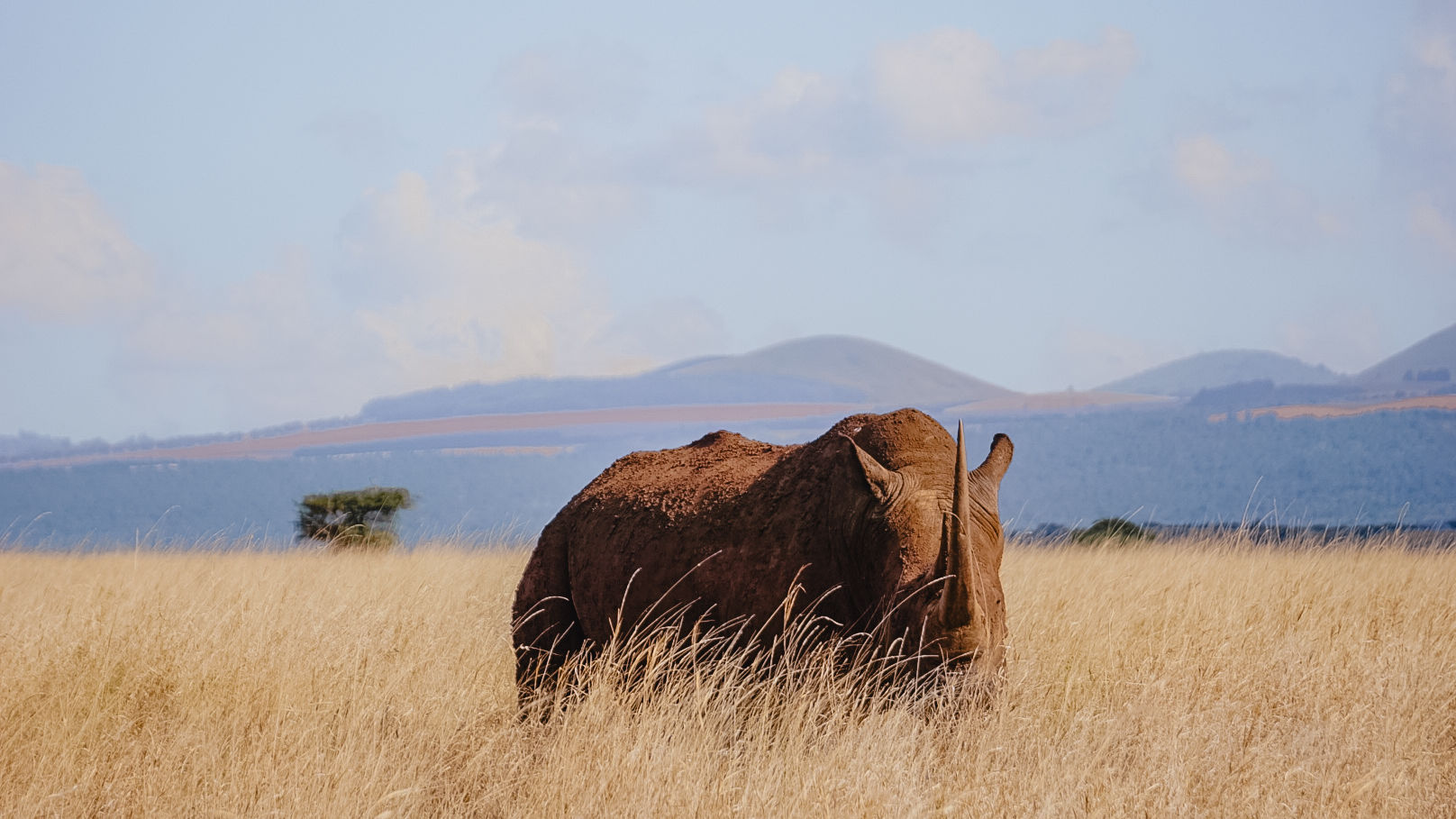 Safari Kenia prijzen - hoeveel kost een Kenia safari?