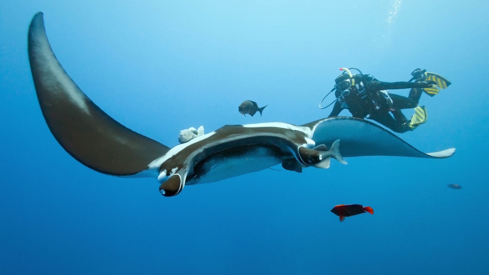 Duiken, snorkelen op Tofo en Inhambane | mooiste stranden Mozambique