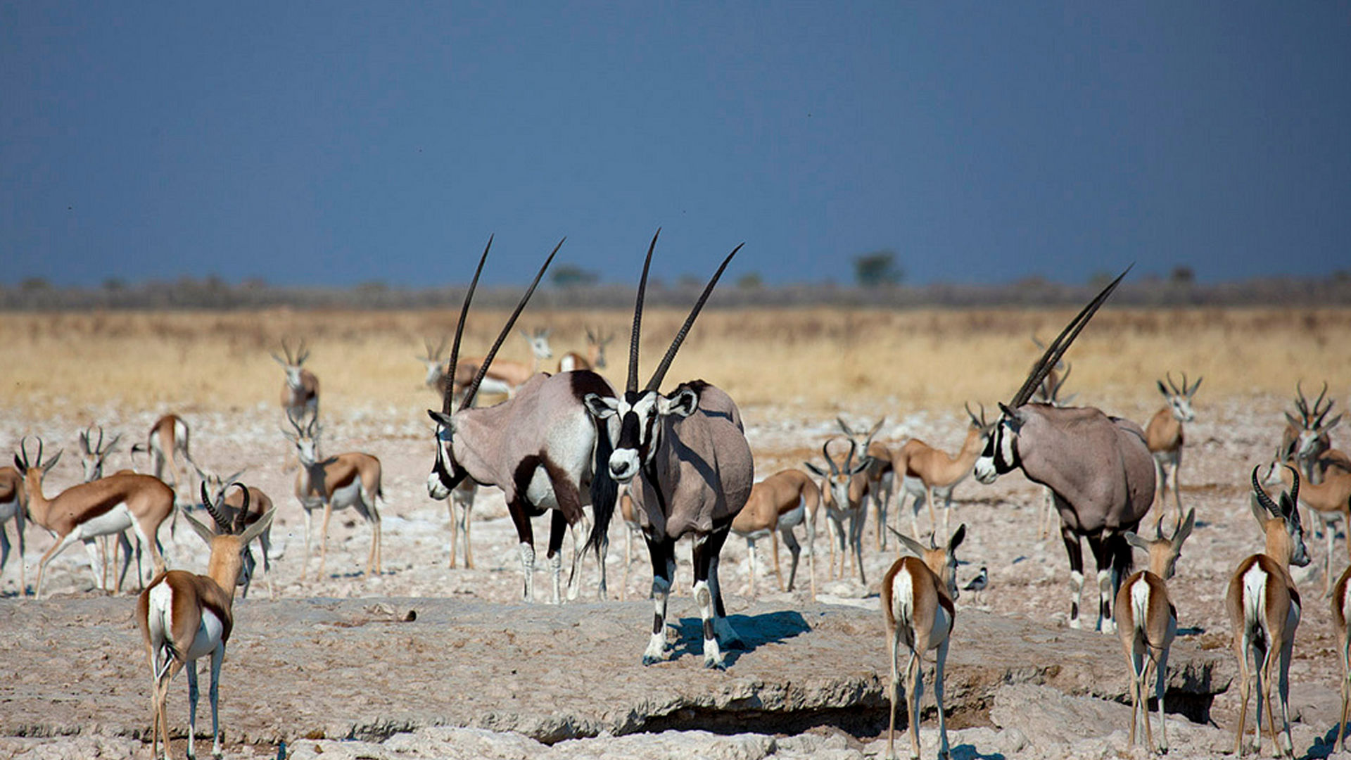 Etosha Nationaal Park in Namibië - Matoke Tours - Etosha Pan
