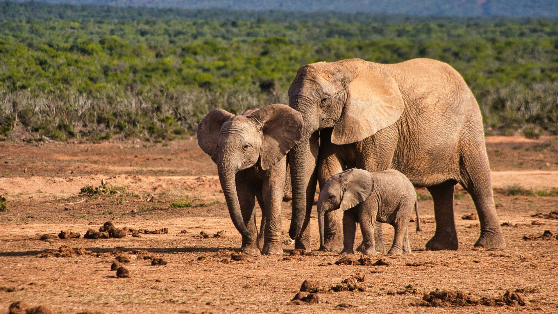 Port Elizabeth - zonnige kuststad aan de Oostkaap | Matoke Tours