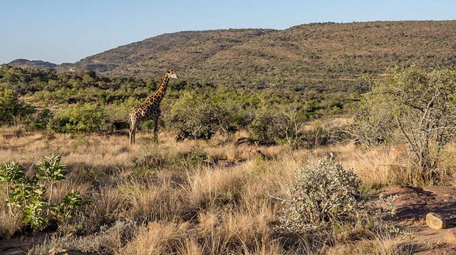 Entabeni Wildside Tented Camp » Zuid Afrika » Matoke Tours